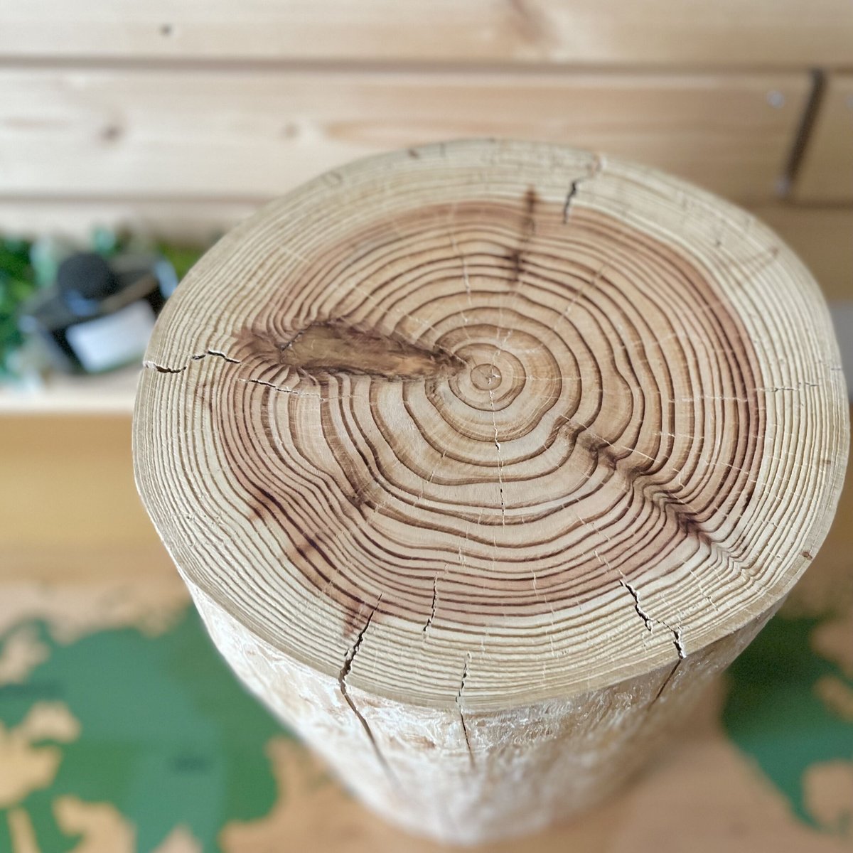 杉の丸太【Lサイズ】K 直径25cm×高さ40cm | はちもも雑貨店