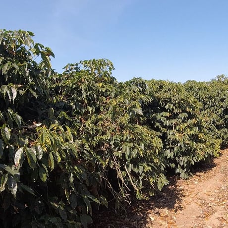 ブラジル　イルマス・ペレイラ農園　「ブルボン・アマレロ」深煎り 2021　500g(250g × 2袋)【豆のままがおススメです】