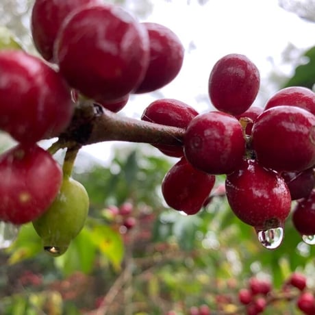 グァテマラ　GOOD COFFEE FARMS「ラス・ブリサス・ナチュラル」中浅煎り 2024　100g