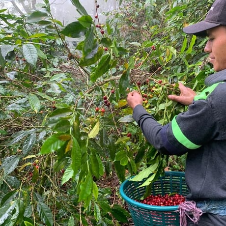 グァテマラ　GOOD COFFEE FARMS「ラス・ブリサス・ナチュラル」中浅煎り 2022　500g(250g × 2袋)【豆のままがおススメです】