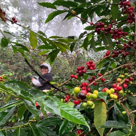グァテマラ　GOOD COFFEE FARMS「ラス・ブリサス・ナチュラル」中浅煎り 2024　100g
