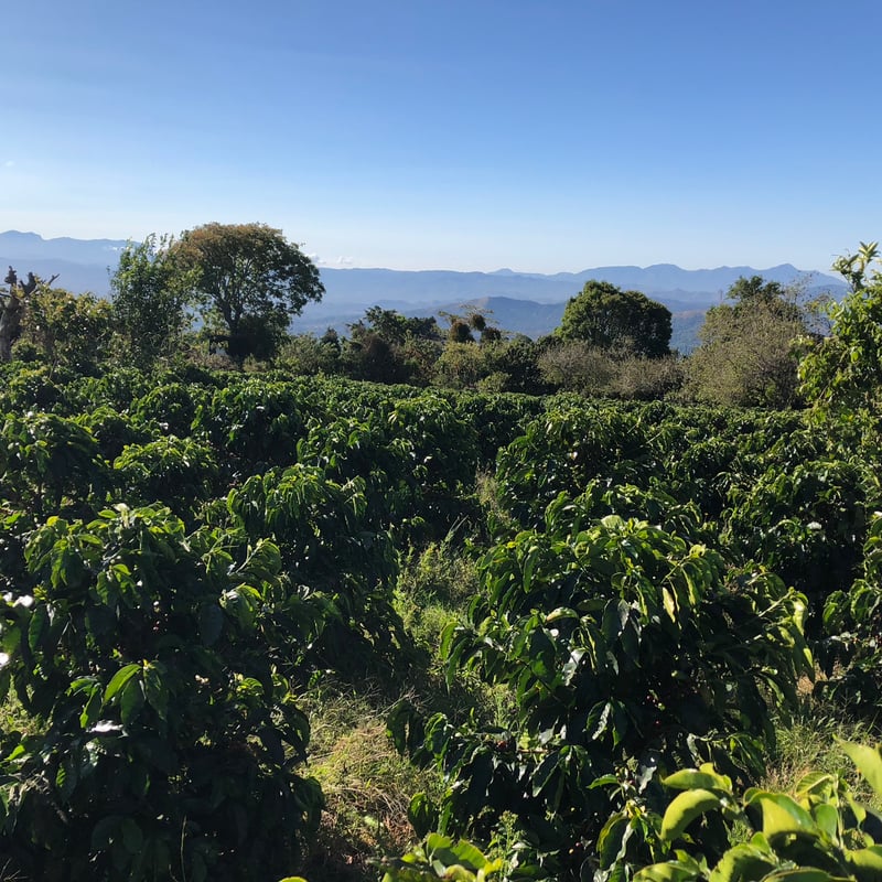 生豆】コスタリカ ヴァレリオ農園 ブラックハニー 2023-24 | Puente Coffee