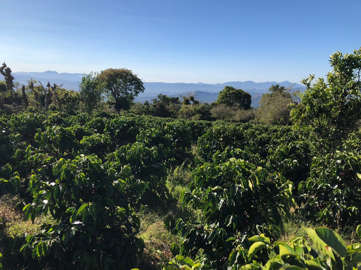 生豆】コスタリカ ヴァレリオ農園 ブラックハニー 2023-24 | Puente Coffee