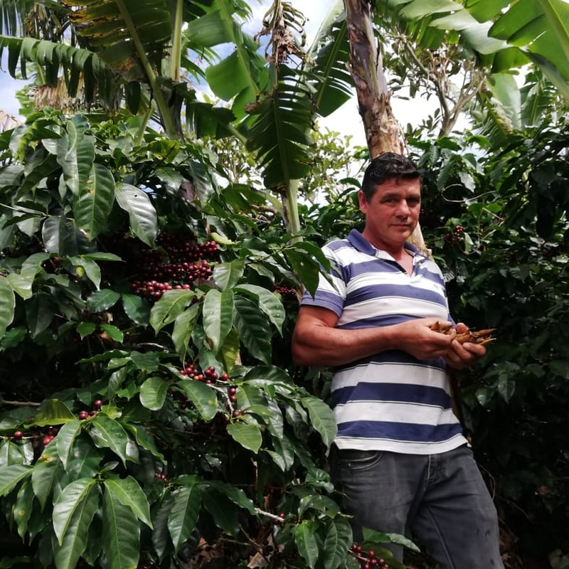 生豆】コスタリカ プエンテタラス サンマルティン農園 ゲイシャ種