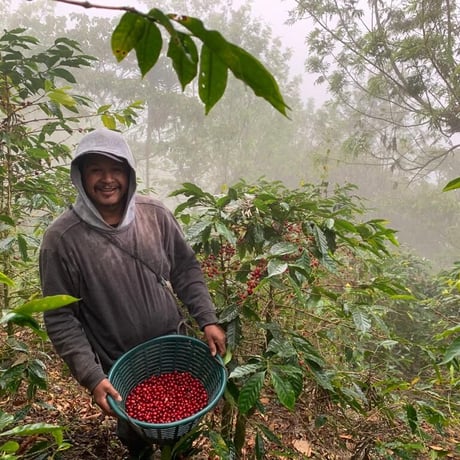グァテマラ　GOOD COFFEE FARMS「ラス・ブリサス・ナチュラル」中浅煎り 2024　100g