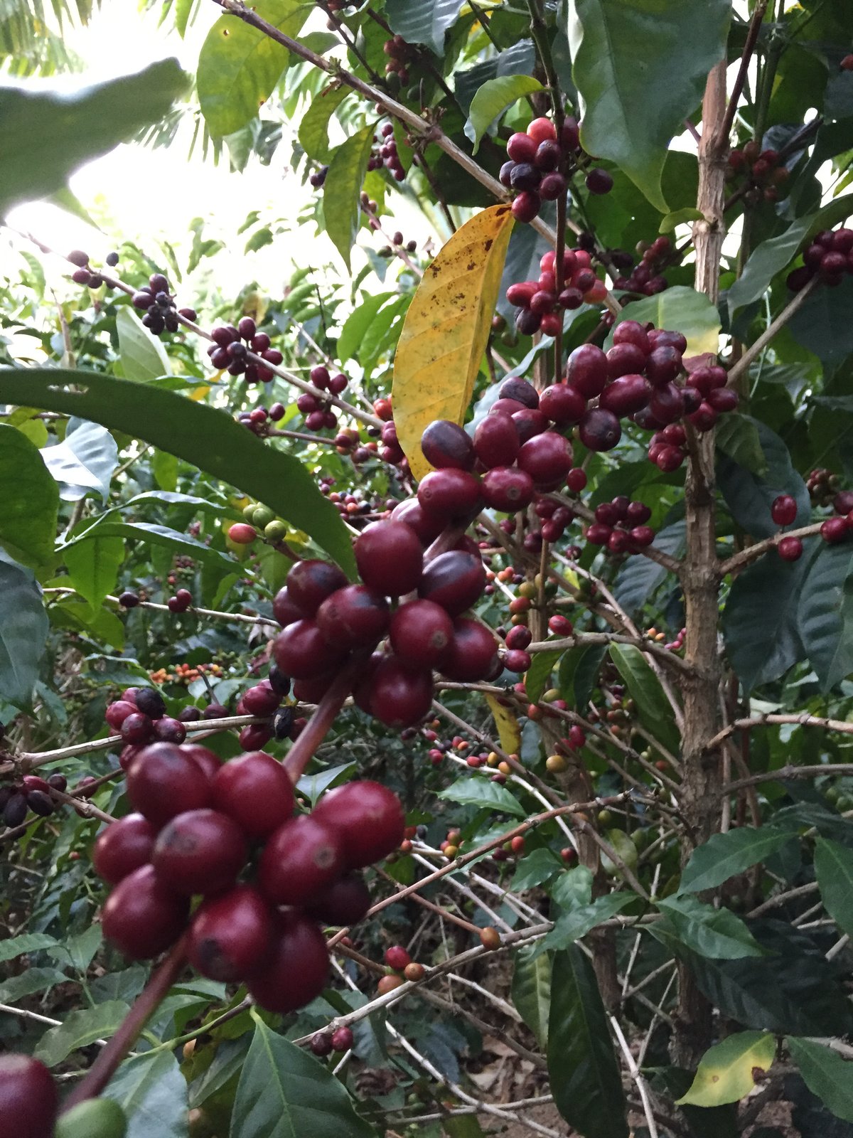 生豆】コスタリカ プエンテタラス サンマルティン農園 ゲイシャ種