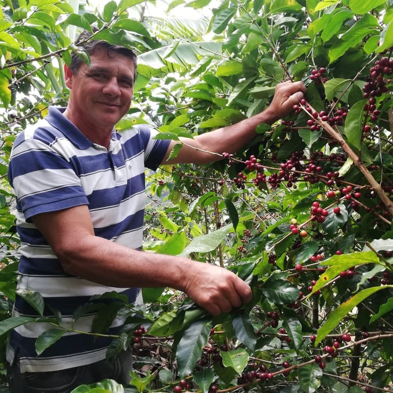 生豆】コスタリカ プエンテタラス サンマルティン農園 ゲイシャ種