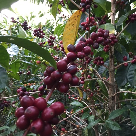 コスタリカ 「ロドルフォさんのゲイシャ種 ホワイトハニー仕立て」 中浅煎り　100g