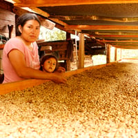 ペルー 「エスペランサ＆ロメリージョ」中煎り　500g(250g × 2袋)【豆のままがおススメです】