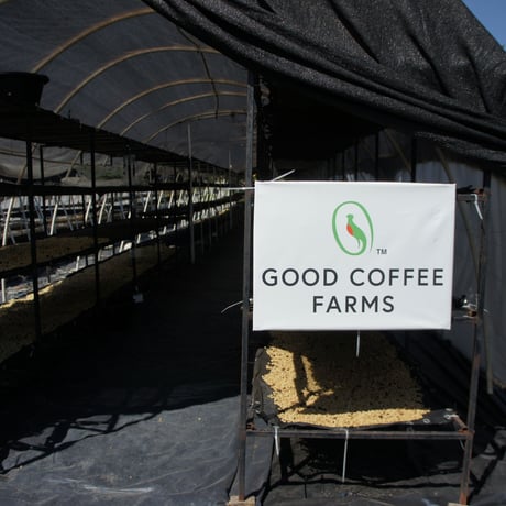 グァテマラ　グッド・コーヒー・ファームズ「ラス・ブリサス農園 パチェ」中深煎り 2022　100g
