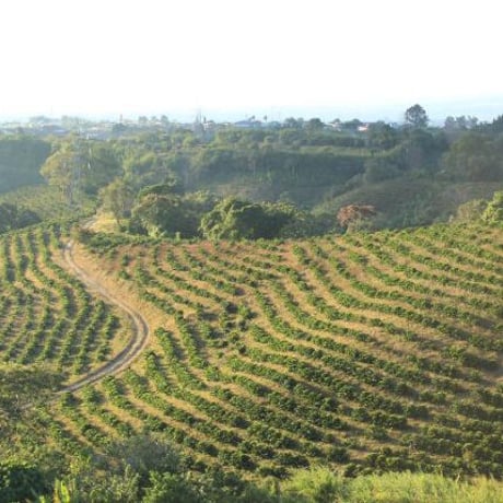 コスタリカ　ガルシラソ農園「コスタリカ・ハニー」中煎り　200g