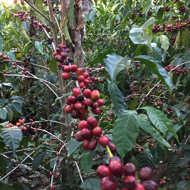 生豆】コスタリカ プエンテタラス サンマルティン農園 ゲイシャ種