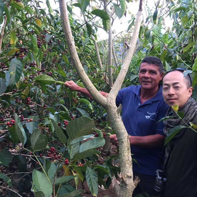 生豆】コスタリカ プエンテタラス サンマルティン農園 ゲイシャ種