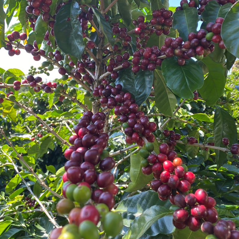 生豆】コスタリカ ヴァレリオ農園 ブラックハニー 2023-24 | Puente Coffee