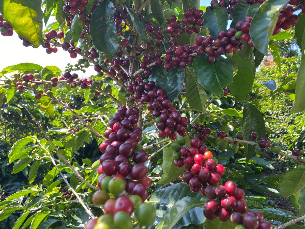 【みなっきー】【新品】コーヒー豆（生豆）コスタリカ 生豆】コスタリカ ヴァレリオ農園 ブラックハニー 2023-24 | Puente Coffee