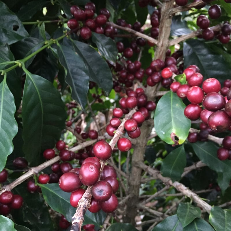 生豆】コスタリカ プエンテタラス サンマルティン農園 ゲイシャ種