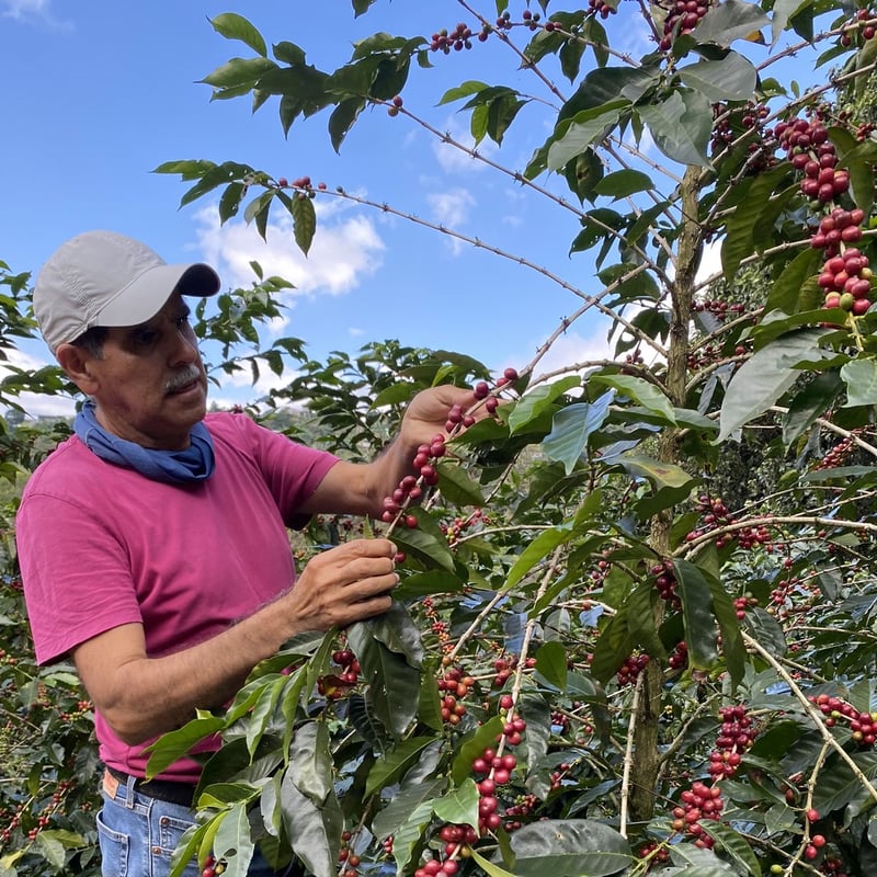 生豆】コスタリカ ヴァレリオ農園 ブラックハニー 2023-24 | Puente Coffee