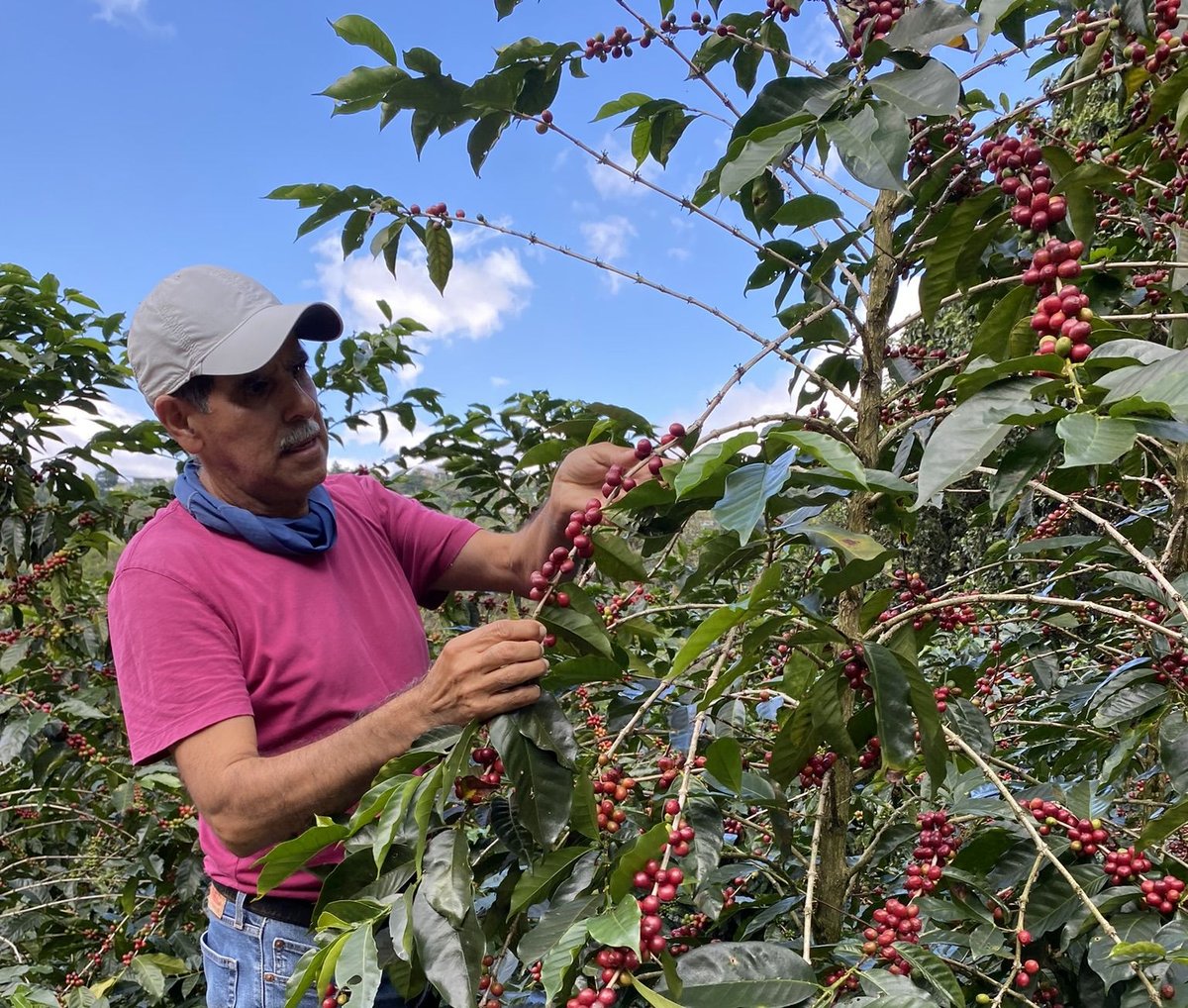 生豆】コスタリカ ヴァレリオ農園 ブラックハニー 2023-24 | Puente Coffee