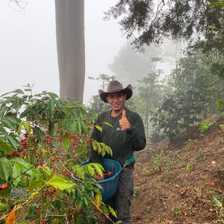グァテマラ　GOOD COFFEE FARMS「ラス・ブリサス・ナチュラル」中浅煎り 2022　1kg (250g × 4袋)【豆のまましか選べません】
