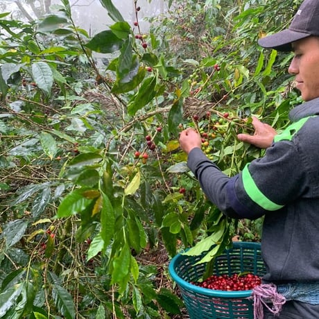 グァテマラ　GOOD COFFEE FARMS「ラス・ブリサス・ナチュラル」中浅煎り 2024　100g