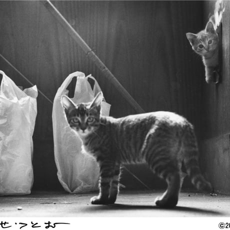 広瀬 勉　仔猫たち Tシャツ　限定50枚　浜風文庫オリジナル