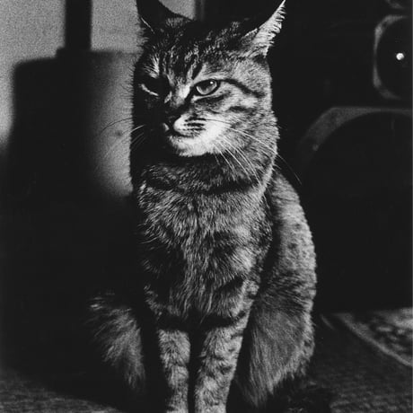 広瀬 勉　立派な猫 Tシャツ　限定50枚　浜風文庫オリジナル