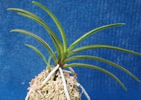F524 天領（ｎ15）