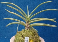 F523 奄美冠白(n10) | kazemidori