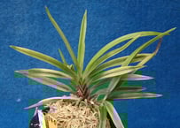 F523 奄美冠白(n10) | kazemidori