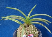F532  無名の虎(f29)