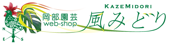 kazemidori