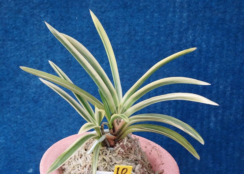 F523 奄美冠白(n10) | kazemidori