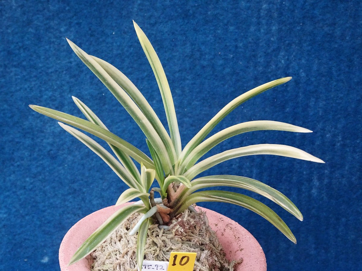 F523 奄美冠白(n10) | kazemidori