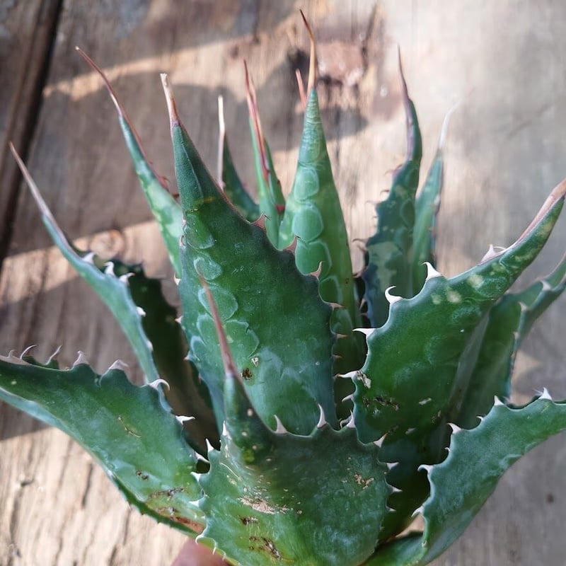 アガベ モンタナ Agave Montana 2 | Mellow Yard