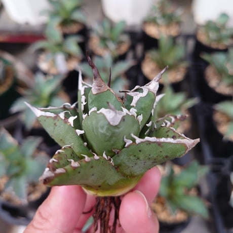 アガベ チタノタ ソーラーエクリプス 1 Agave titanota solareclipse