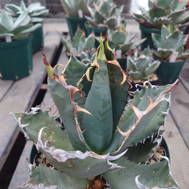 税込) アガベ チタノタ agave オアハカ オテロイ 植物/観葉植物