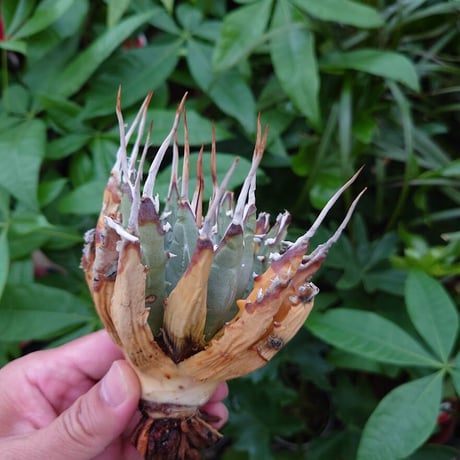 アガベ ユタエンシス ネバデンシス YN8 Agave uthaensis var. nevadensis