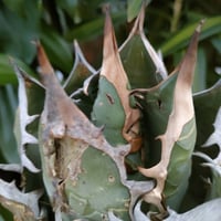アガベ チタノタ オアハカ Agave titanota Oaxaca 4