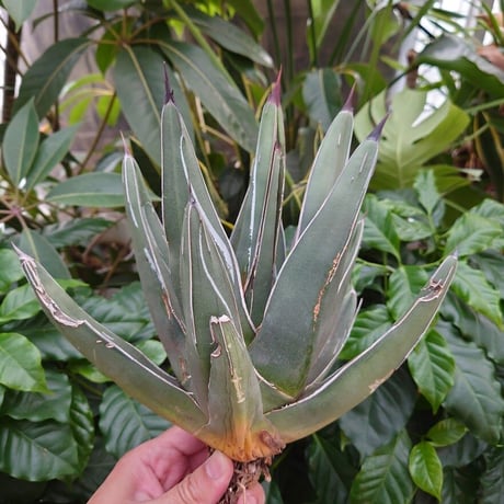 アガベ フェルディナンドレジス FR3 Agave ferdinandi regis 【訳あり】