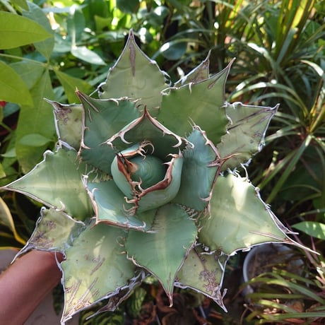 アガベ チタノタ オアハカ Agave titanota Oaxaca 20
