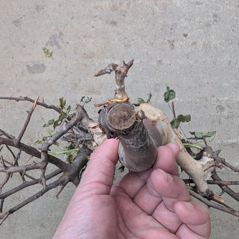 3 コミフォラ　カタフ　ピュア コミフォラ カタフ 3 （ピュアカタフ） Commiphora kataf