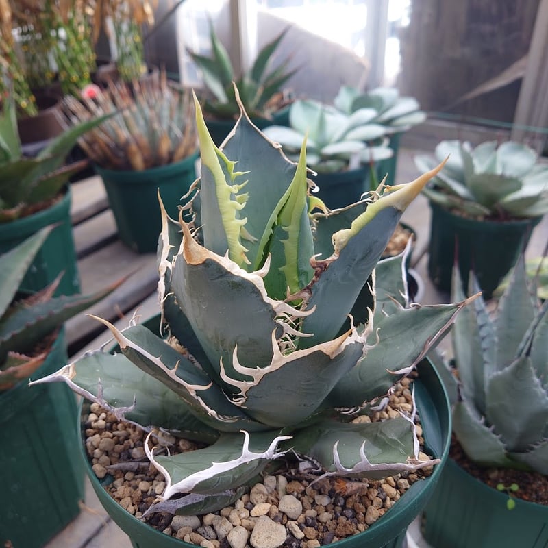 アガベ チタノタ オアハカ Agave titanota Oaxaca 18 | Mellow アガベ チタノタ オアハカ Agave titanota Oaxaca 18 | Mellow