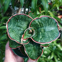【送料無料】Sansevieria sp. Mafinga Tanzania Dragon サンスベリア ドラゴンウィング