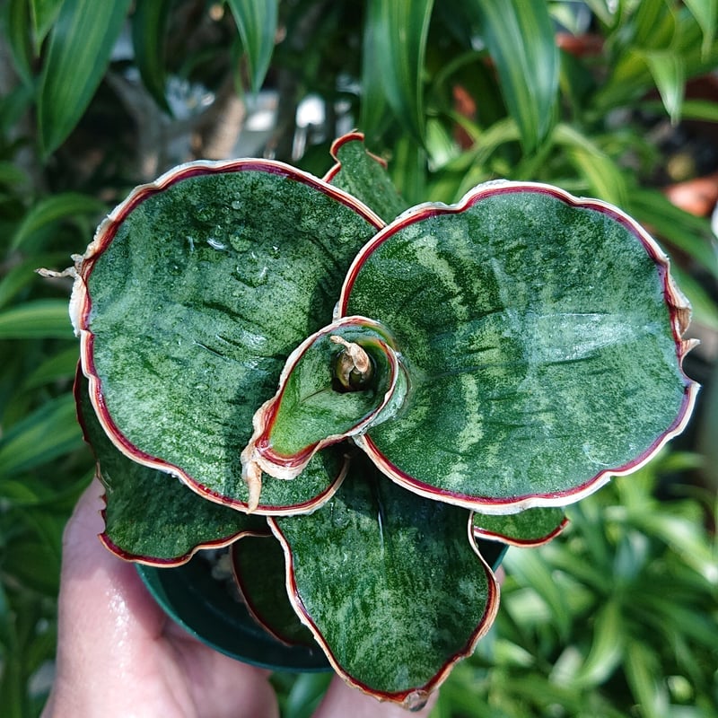 サンスベリア Sansevieria sp. Zululand A サンスベリア Sansevieria sp. Zululand - メルカリ