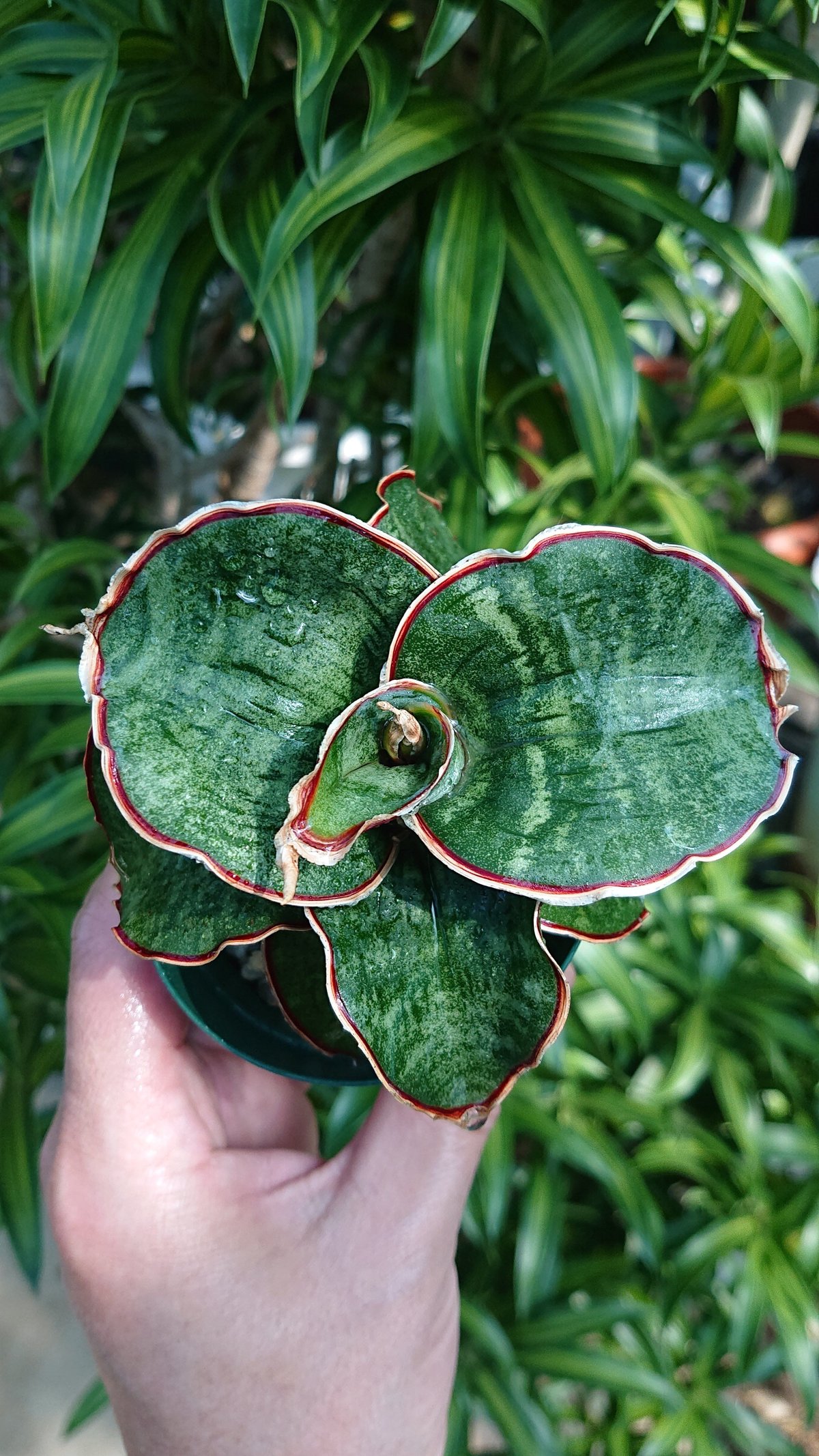 送料無料】Sansevieria sp. Mafinga Tanzania Dragon サ