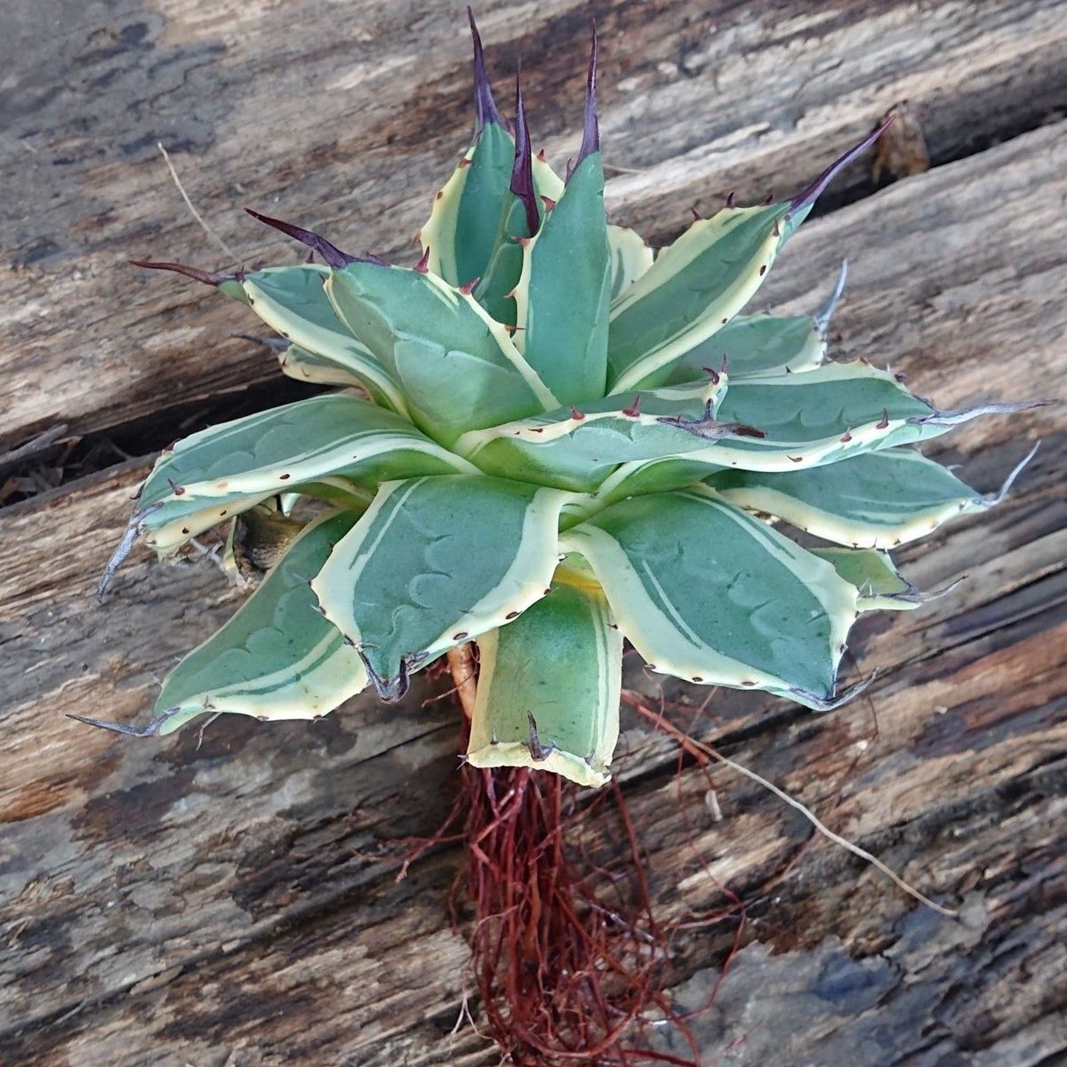 アガベ　クリームスパイク　大株 アガベ・アプラナータ 'クリーム スパイク'｜Agave applanata 'Cream