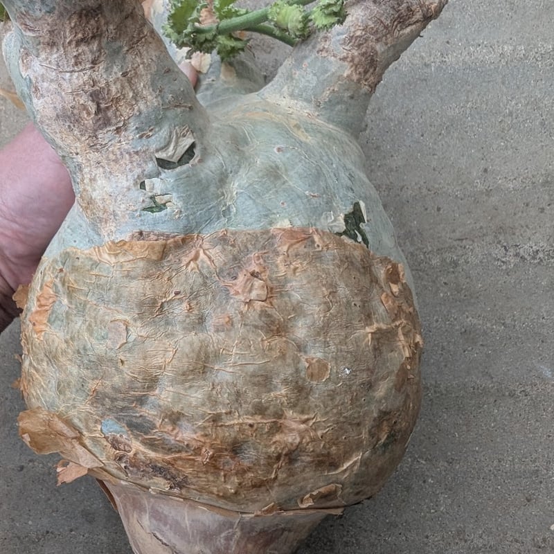 ※専用　キフォステンマ　マクロプス　特大株　現地株 専用 キフォステンマ マクロプス 特大株 現地株