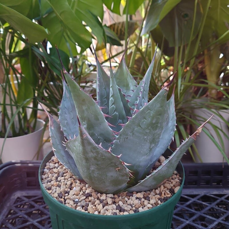 アガベ パラサナ グローブ agave parrasana globe 1【発根済