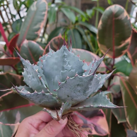 アガベ パラサナ グローブ agave parrasana globe P4