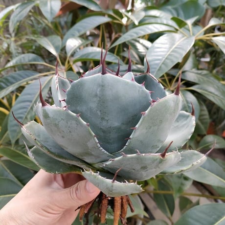 アガベ パリー トランカータ agave parryi truncata P2